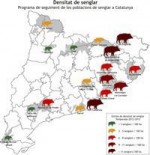 Agricultura presenta les darreres dades sobre el seguiment de les poblacions de porc senglar